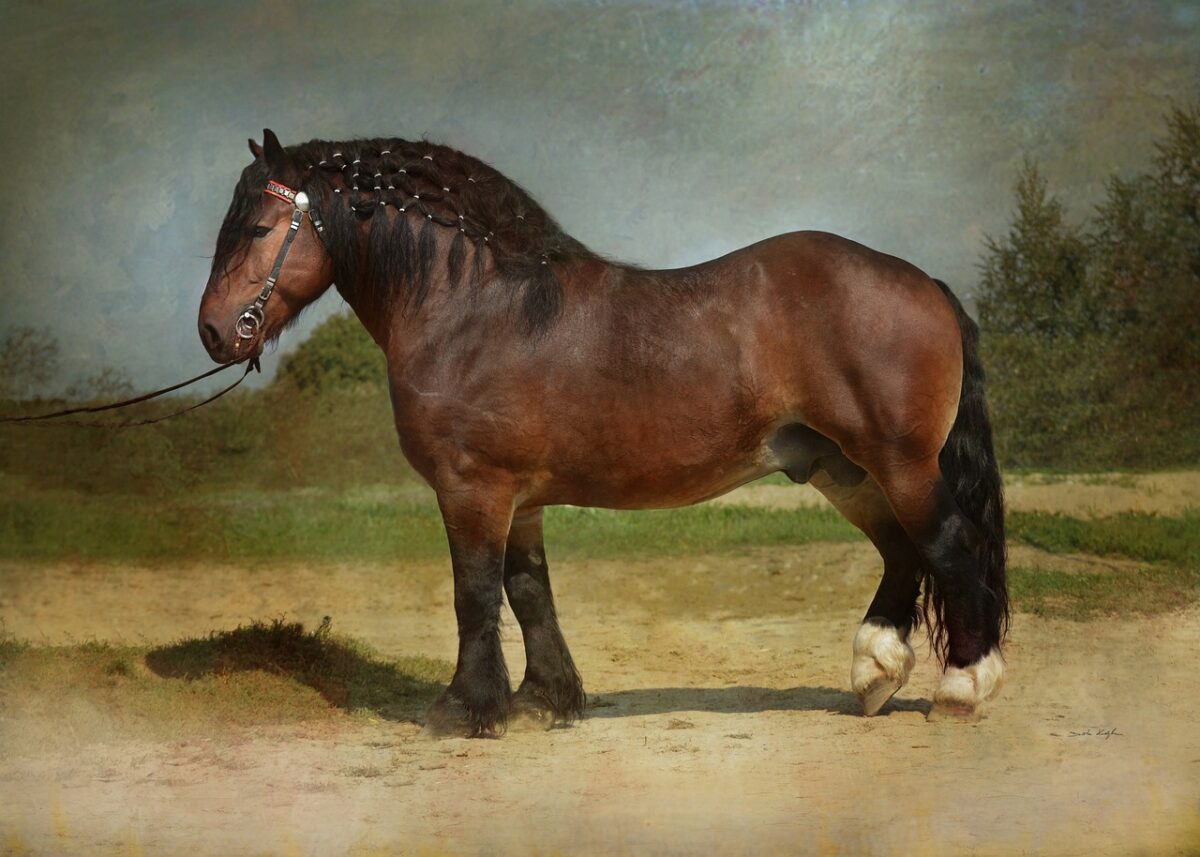 The Clydesdale: Scotland's Gentle Giant