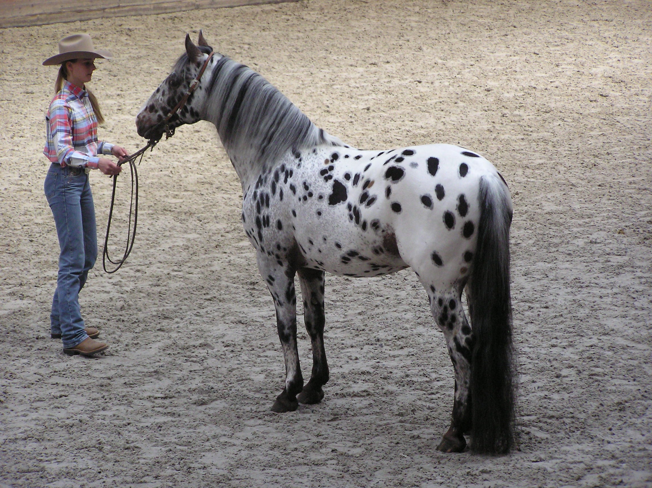The Appaloosa: Living Art Canvas (image credits: wikimedia)