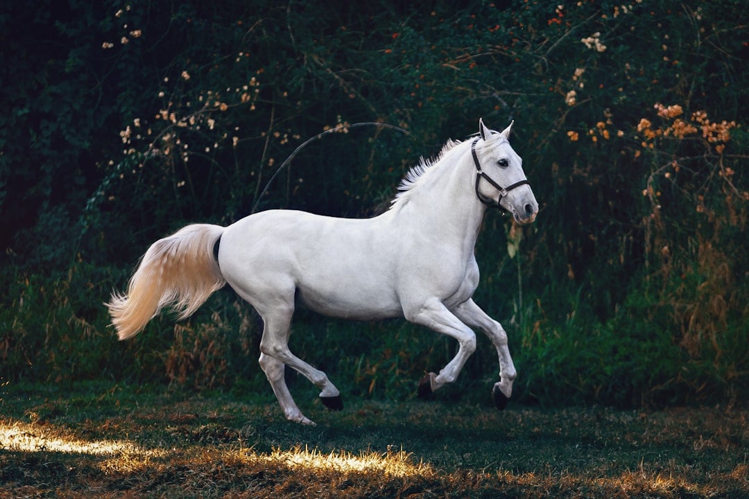 The Andalusian: Spain's Noble Beauty (image credits: unsplash)