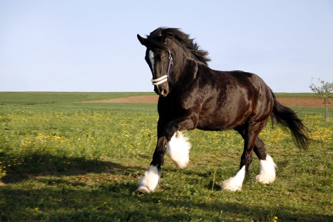 The Shire: England's Gentle Colossus (image credits: pixabay)