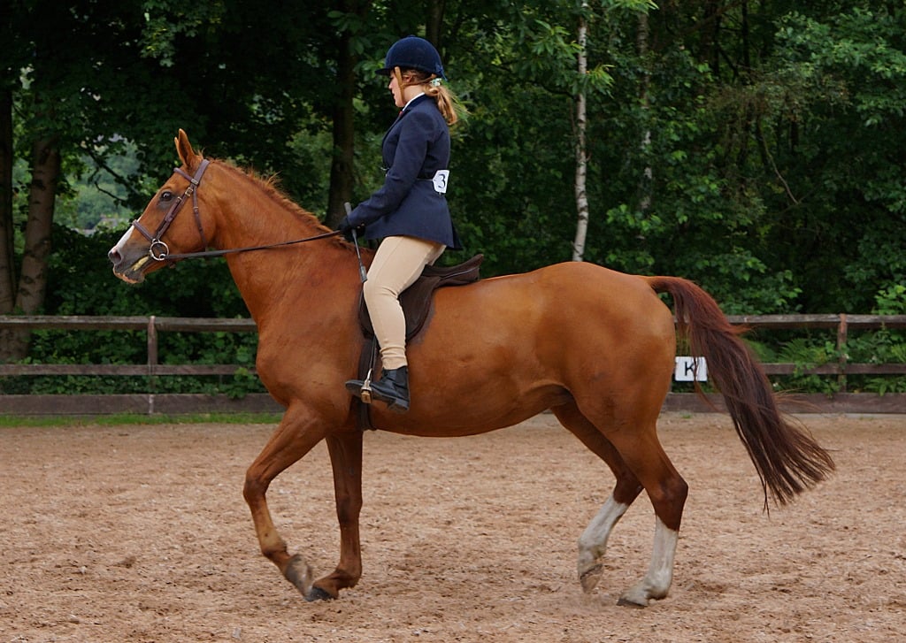 The Tennessee Walker: The Smooth Operator (image credits: flickr)