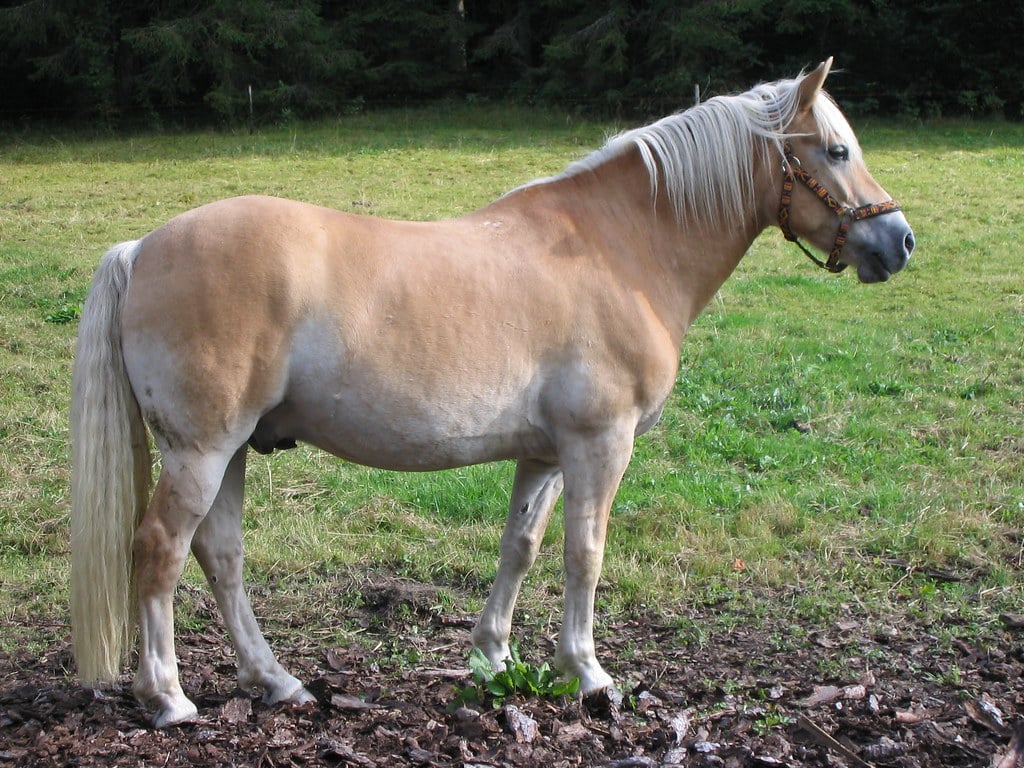 The Haflinger: Austria's Golden Angel (image credits: flickr)