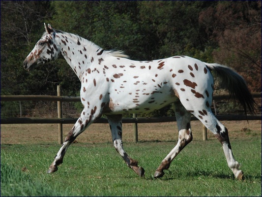 The Knabstrupper: Denmark's Spotted Gem (image credits: wikimedia)