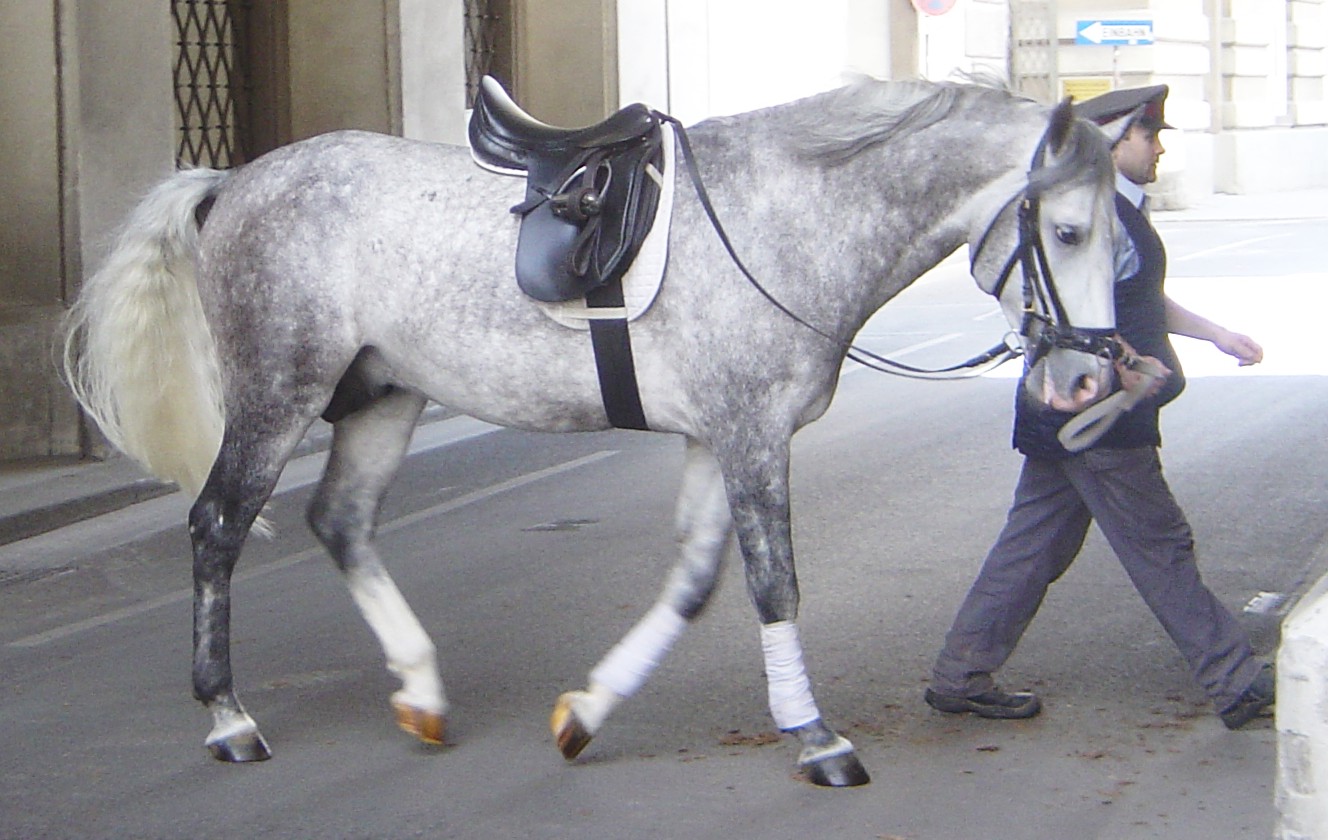 The Lipizzaner: Austria's Dancing Aristocrat (image credits: wikimedia)