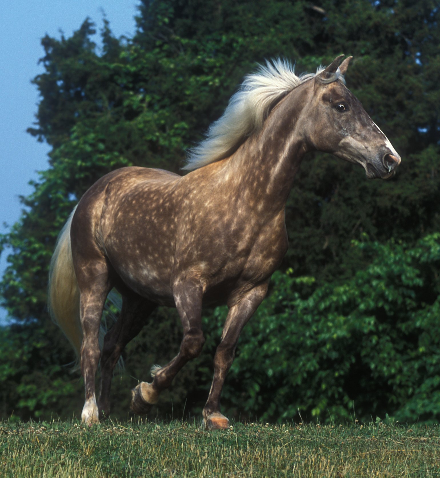 The Rocky Mountain Horse: America's Chocolate Dream (image credits: wikimedia)