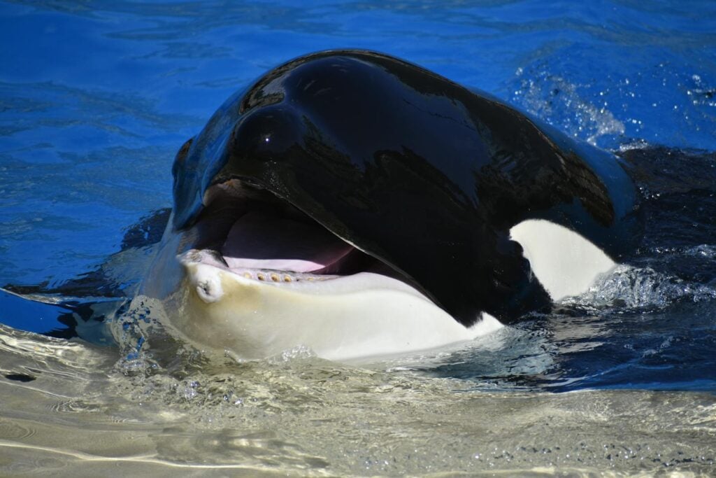 A close-up photo of an orca surfacing in vibrant blue water, showcasing its black and white coloring.