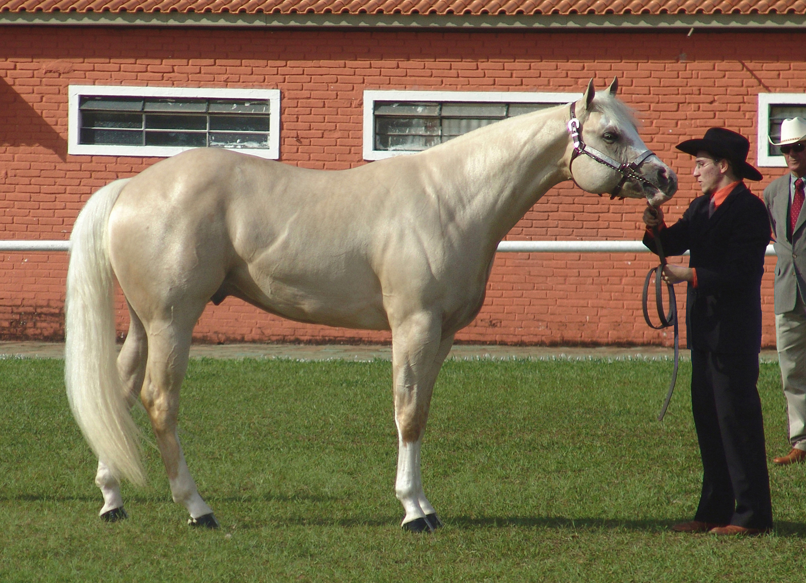 American Quarter Horse: The All-American Champion (image credits: wikimedia)