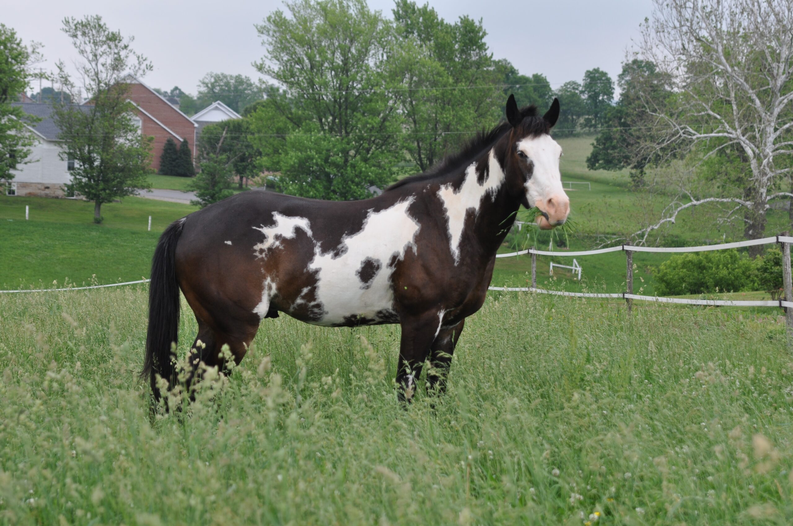American Paint Horse: The Eye-Catching Artist (image credits: wikimedia)