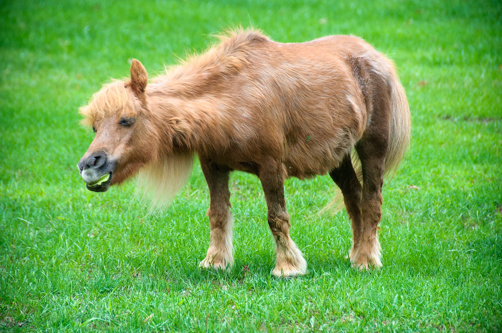 Miniature Horse: The Tiny Titans (image credits: flickr)