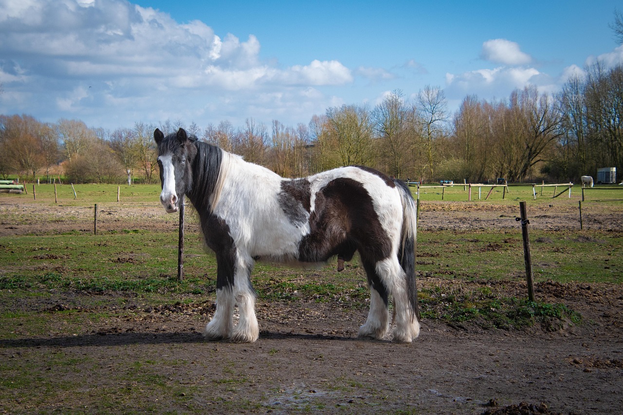 Draft Horses: The Gentle Giants (image credits: pixabay)