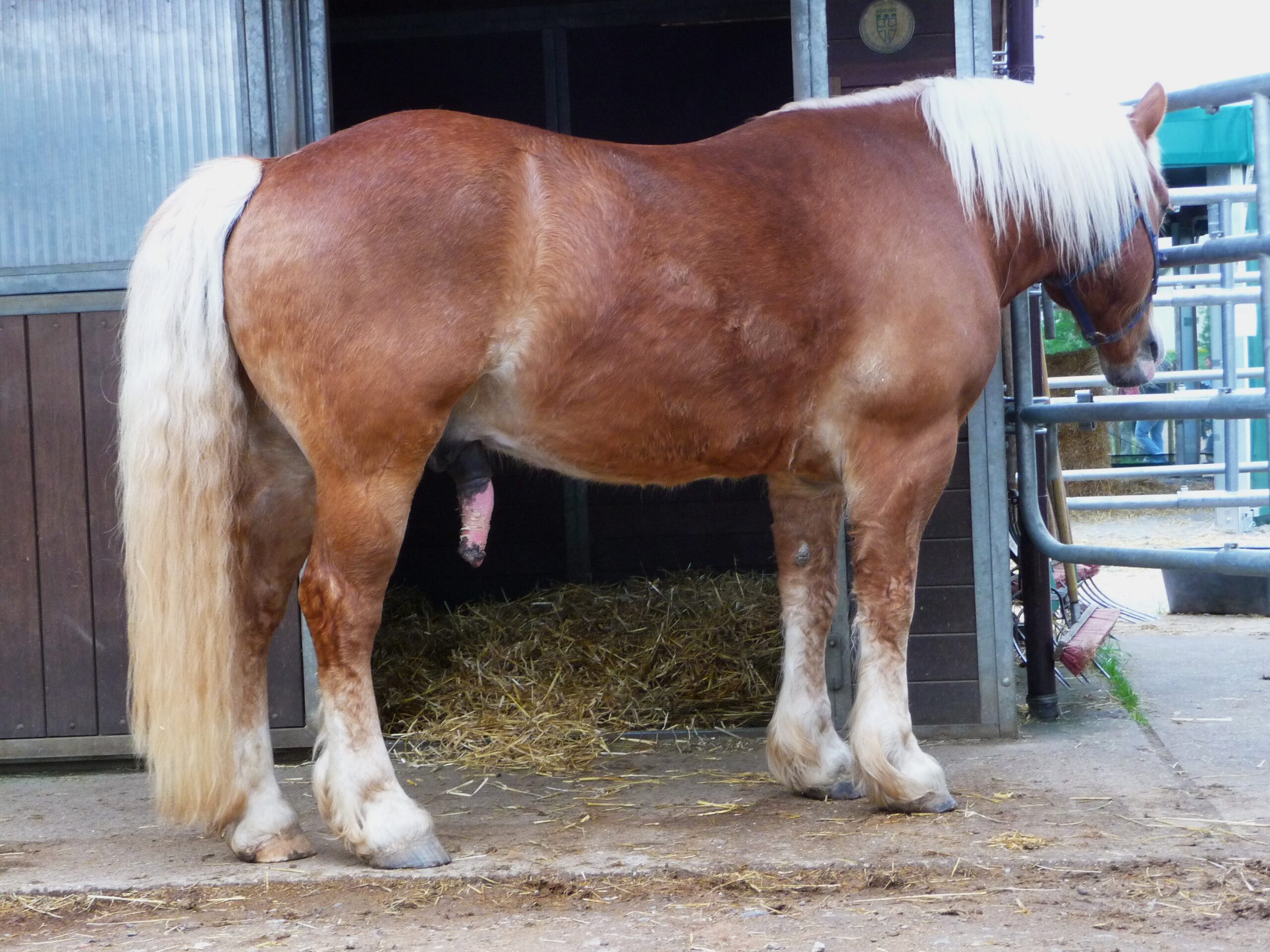 Grade Horse: The Mystery Mix (image credits: wikimedia)