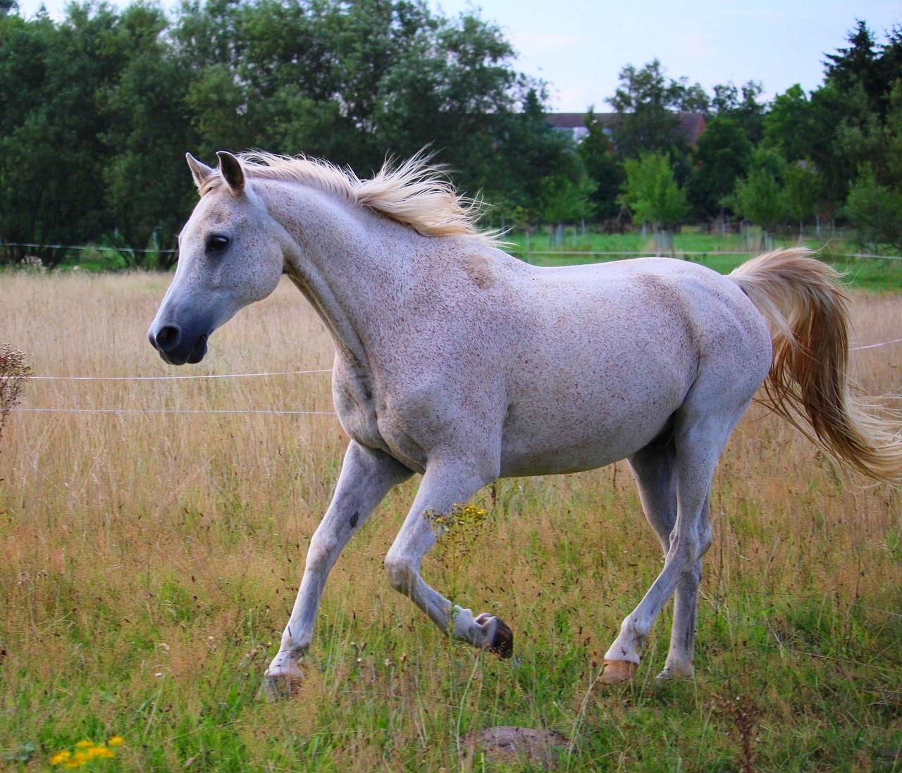 Arabian: The Desert Aristocrat (image credits: pixabay)