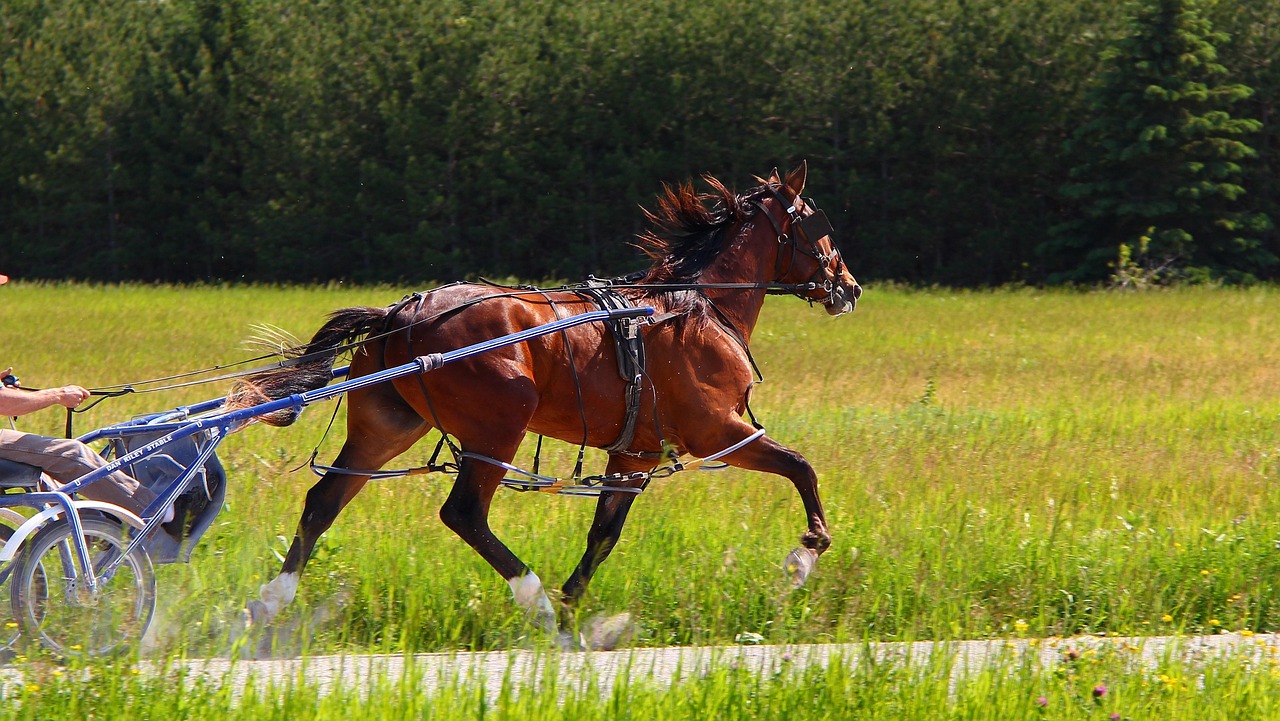 Standardbred: The Harness Racing Heroes (image credits: pixabay)