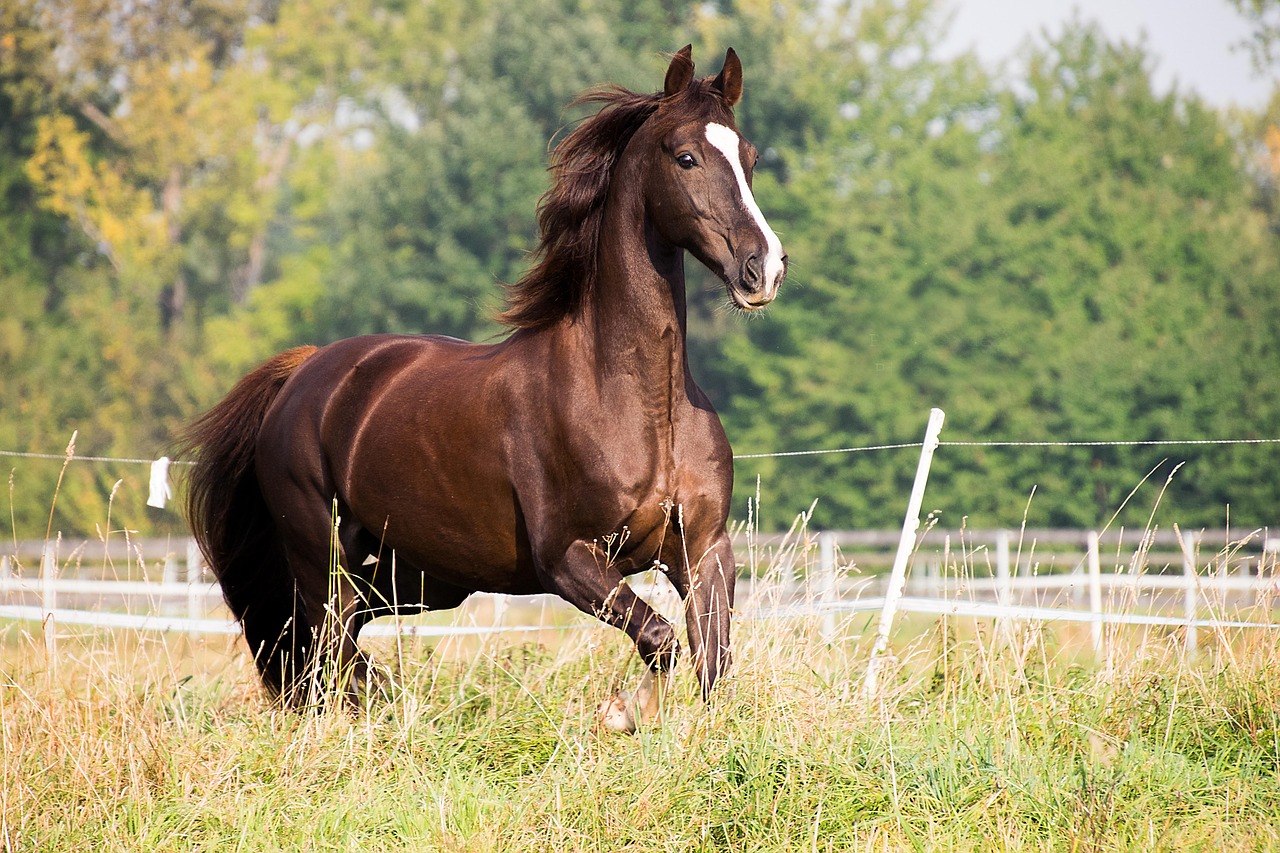 Saddlebred: The Show Ring Stars (image credits: pixabay)