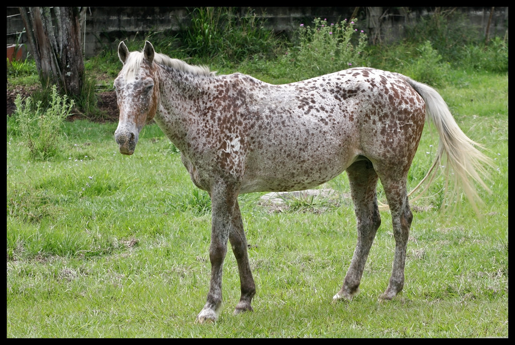 Appaloosa: The Spotted Sensation (image credits: flickr)