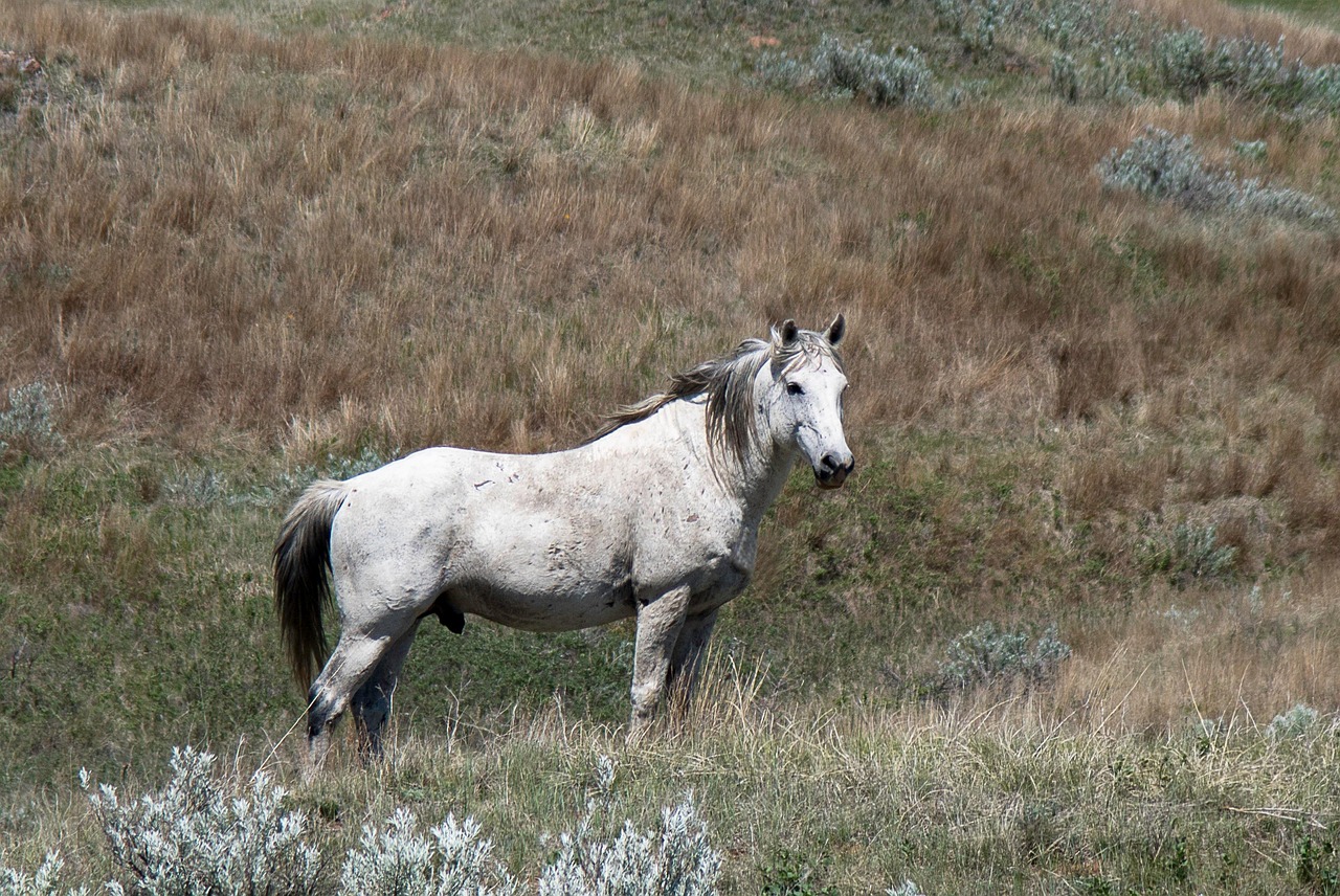 Mustang: The Wild Spirit (image credits: pixabay)
