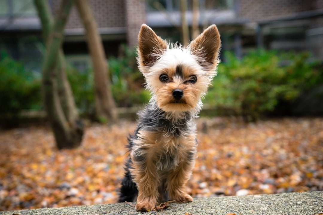 What Makes a Dog 
