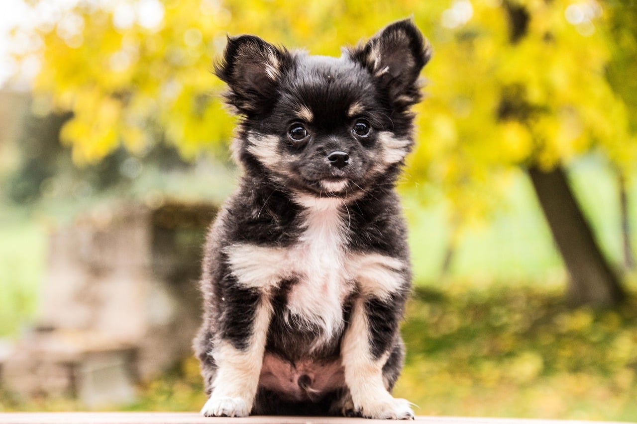 The Mighty Teacup Chihuahua (image credits: pixabay)