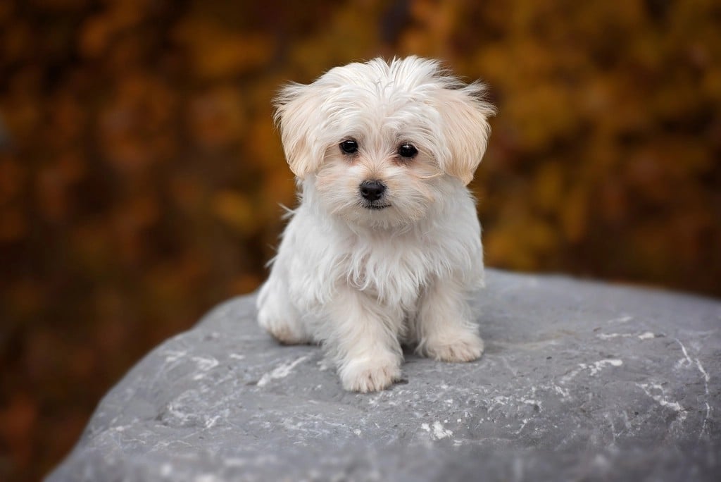 Angelic Maltese (image credits: rawpixel)