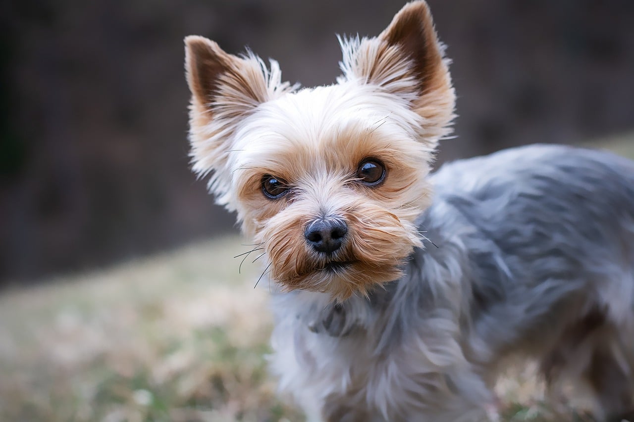 Spirited Yorkshire Terriers (image credits: pixabay)