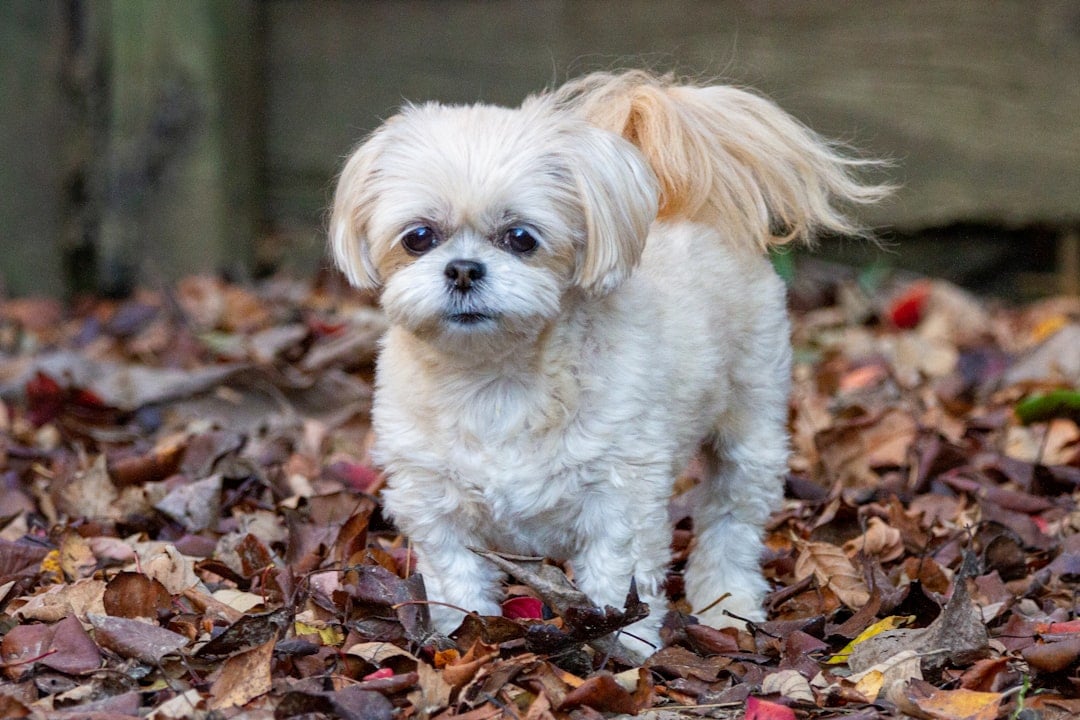 Gentle  Shih Tzus (image credits: unsplash)
