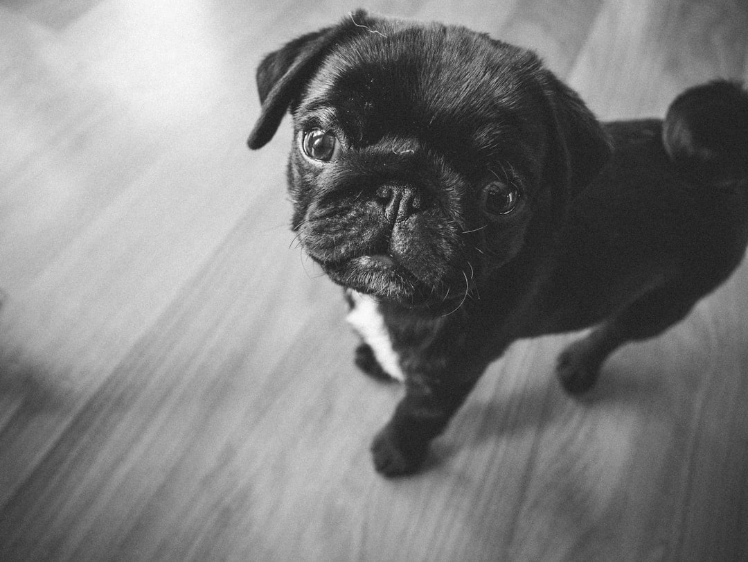 Charming  Pugs (image credits: unsplash)