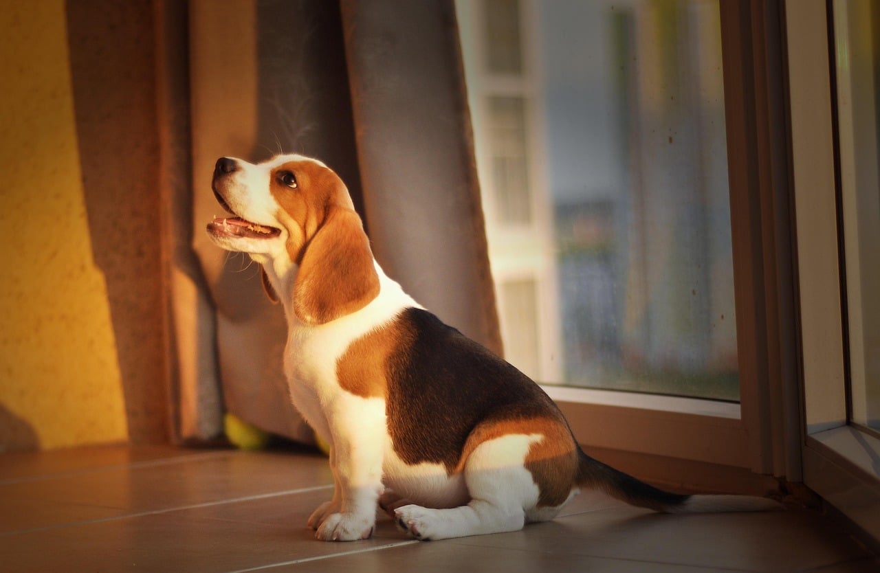 Lively  Beagles (image credits: pixabay)
