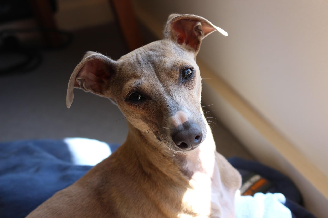 Graceful Italian Greyhound (image credits: pixabay)