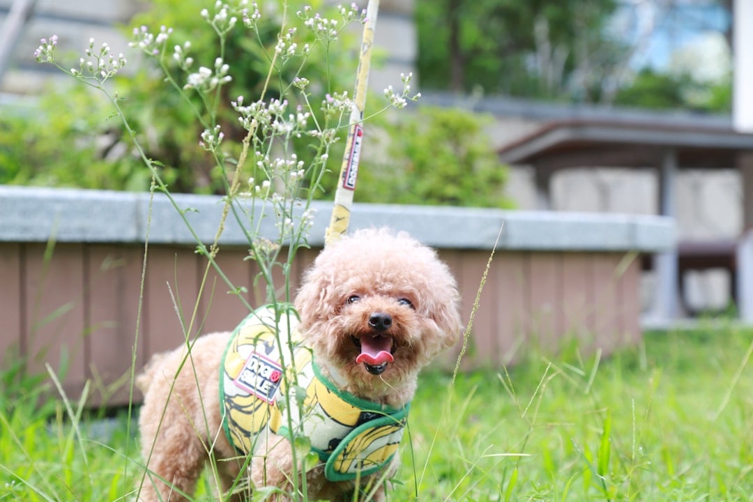 Playful Teacup Maltipoos (image credits: unsplash)