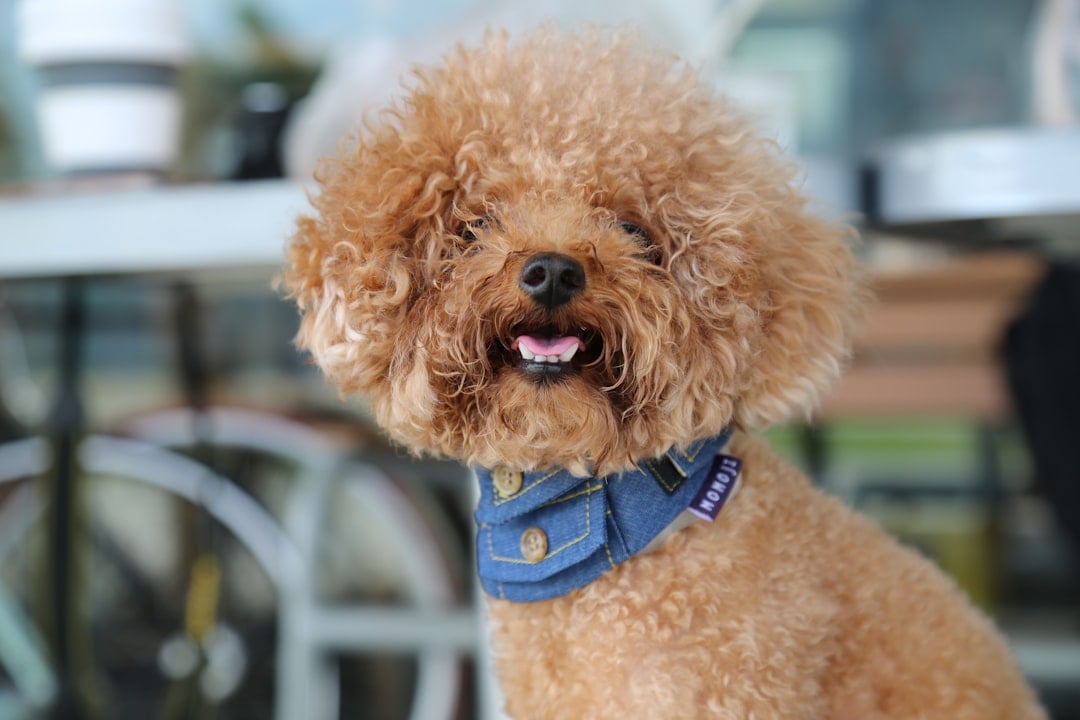 The Reality Behind the Cuteness (image credits: unsplash)