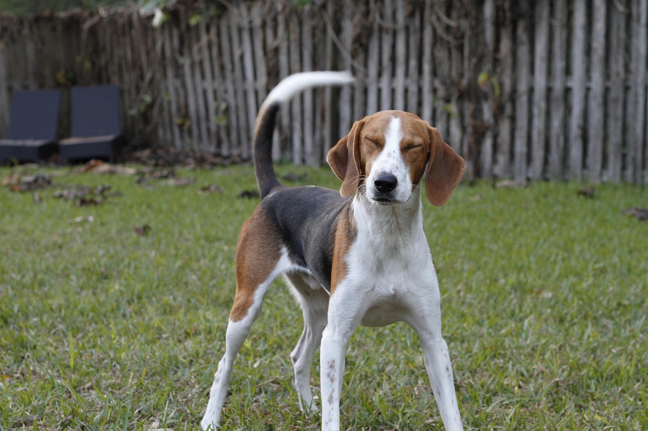 American Foxhound (image credits: pixabay)
