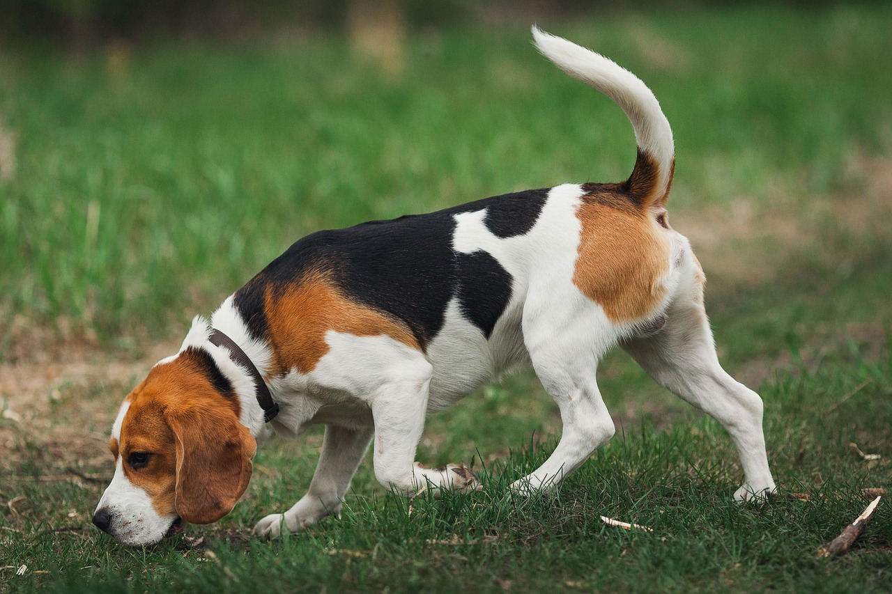 Beagle (image credits: pixabay)