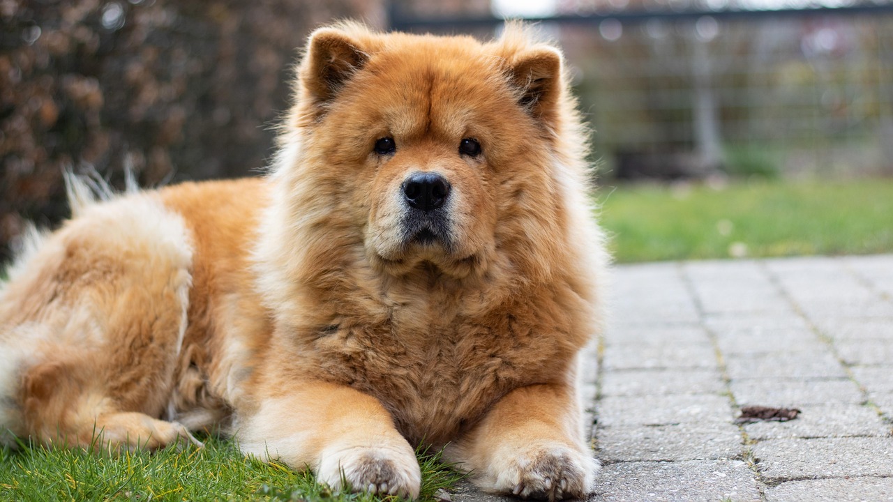 Chow Chow (image credits: pixabay)