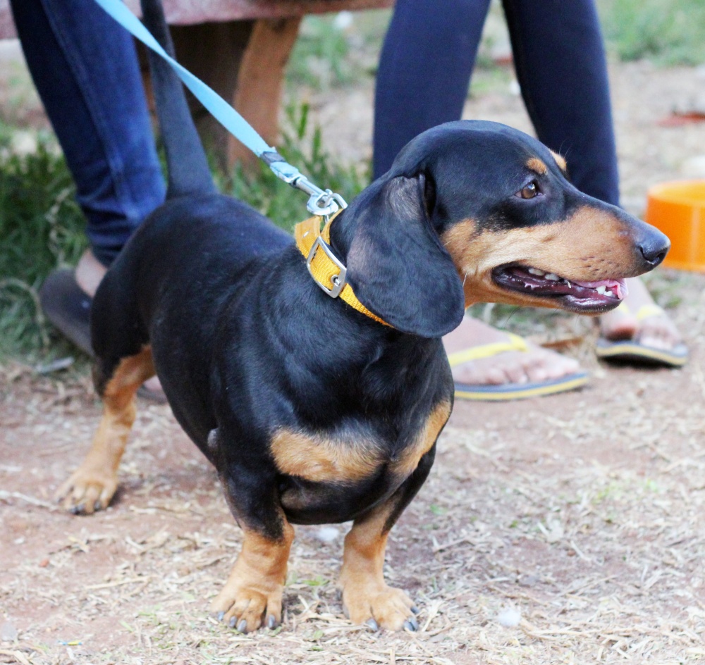Dachshund (image credits: wikimedia)