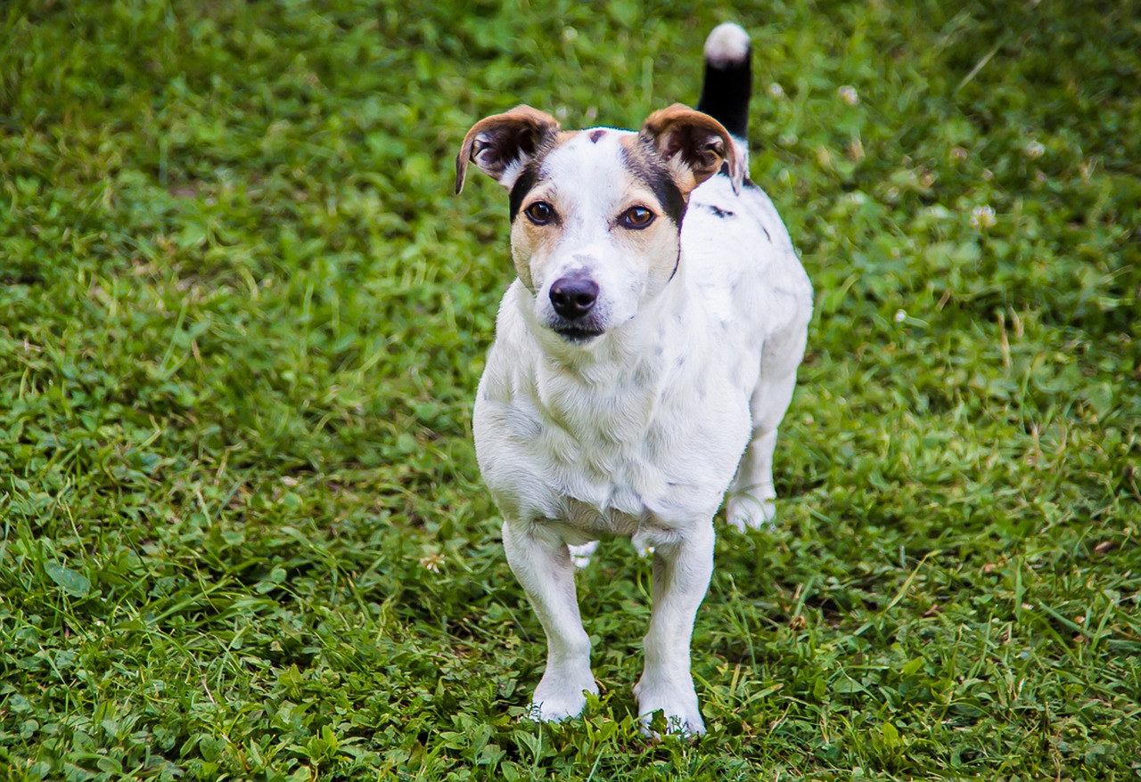 Jack Russell Terrier (image credits: pixabay)