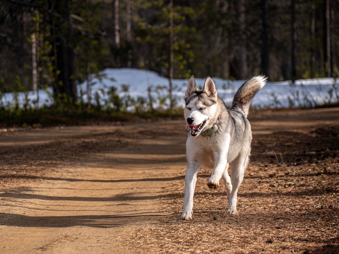 Siberian Husky (image credits: unsplash)