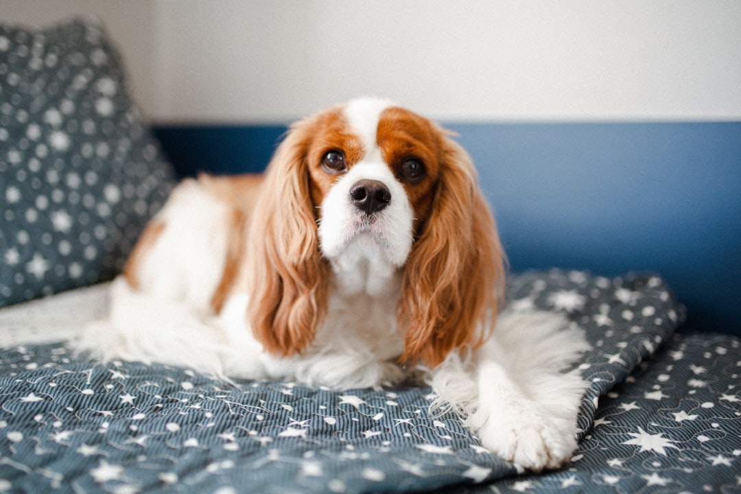 Cavalier King Charles Spaniel: The Gentle Heart Reader (image credits: unsplash)