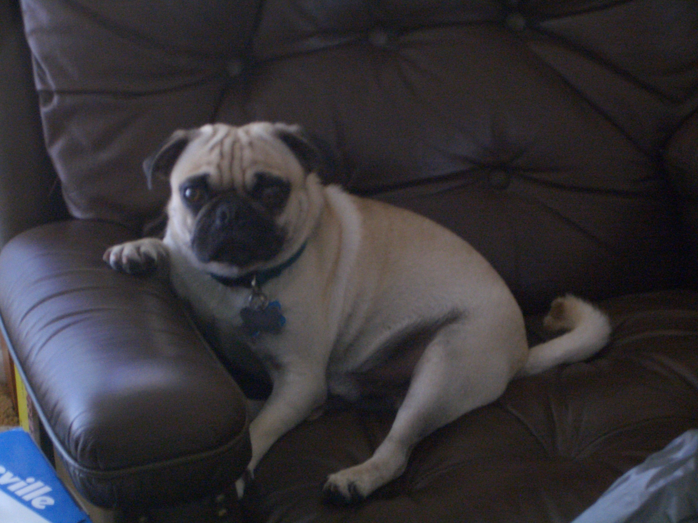Pug: The Comedic Couch Potato (image credits: wikimedia)