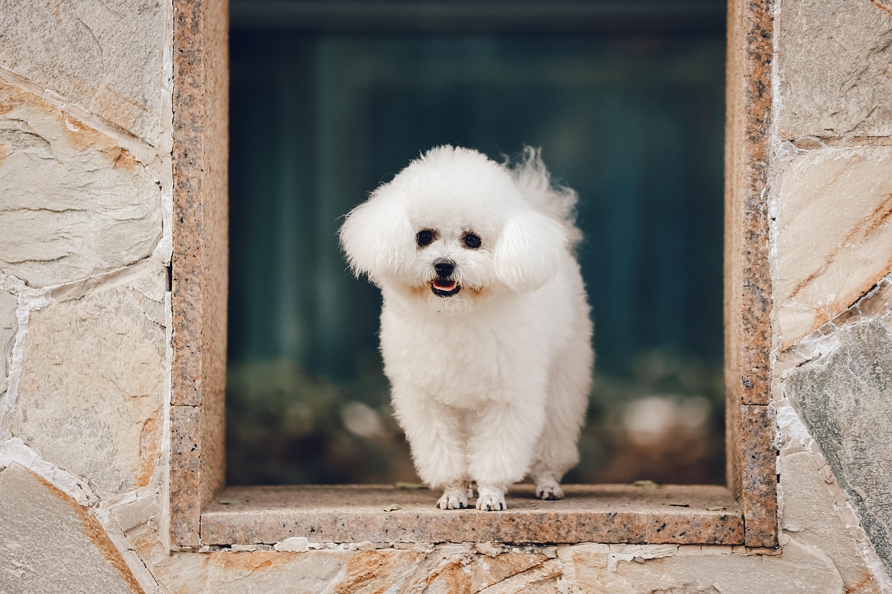 Bichon Frise: The Cheerful Cotton Ball (image credits: pixabay)