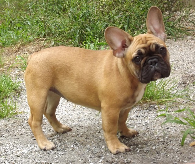 French Bulldog: The Laid-Back Charmer (image credits: flickr)