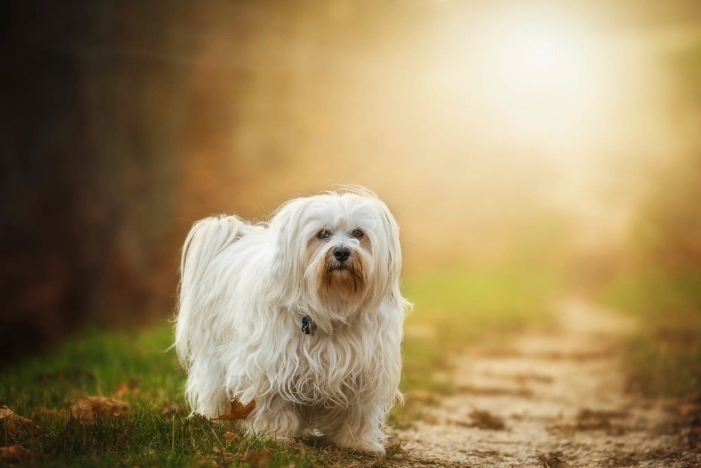 Havanese: The Velcro Dog (image credits: rawpixel)