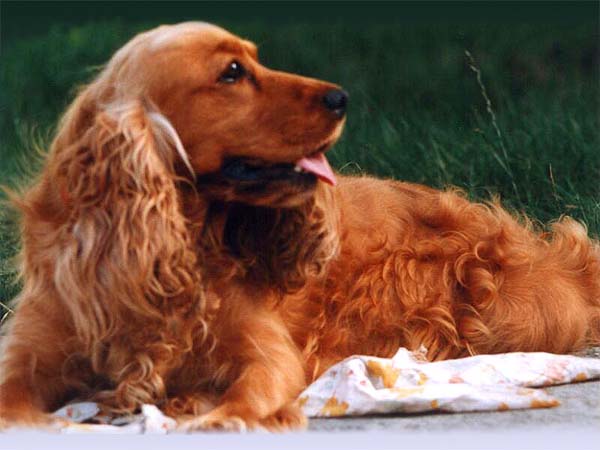 Cocker Spaniel: The Gentle Athletic Type (image credits: wikimedia)