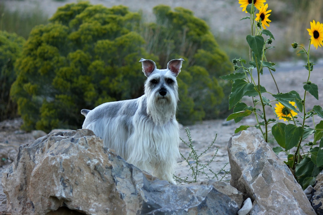 Miniature Schnauzer: The Bearded Buddy (image credits: unsplash)