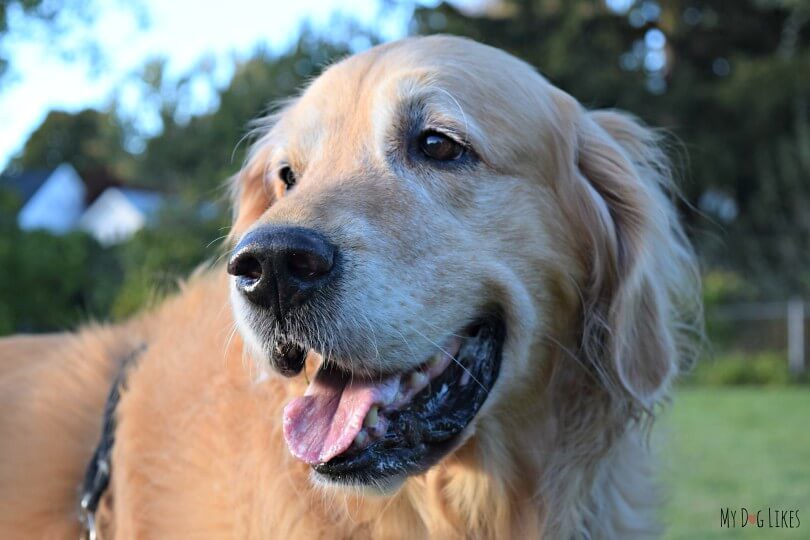 Golden Retriever: The Gentle Giant (image credits: flickr)