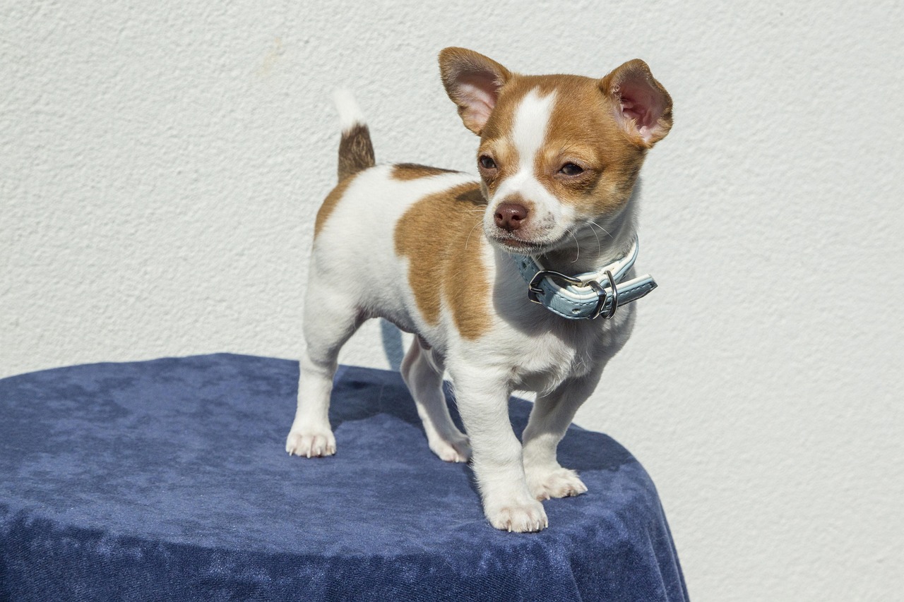 Chihuahua: The Tiny Guardian (image credits: pixabay)