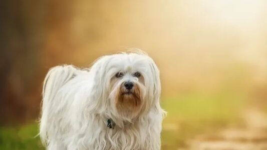 #The 15 Best Dog Breeds You Can Gift To Your Grandparents