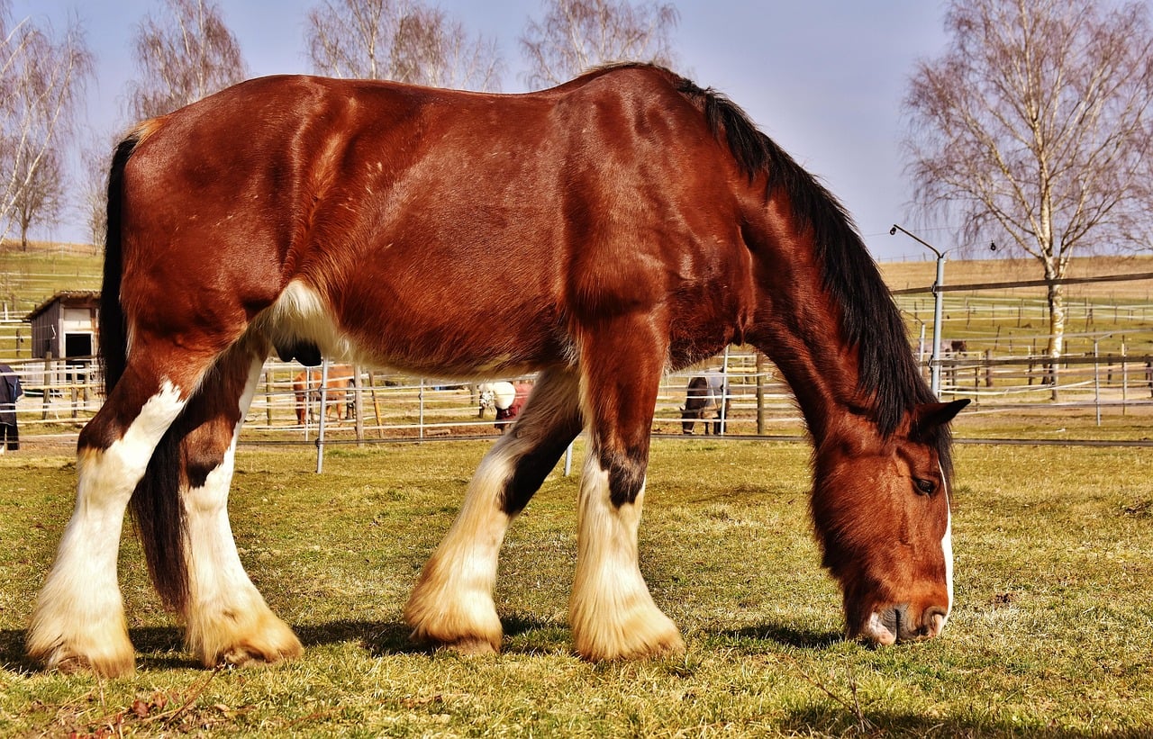 The Mighty Shire Horse (image credits: pixabay)