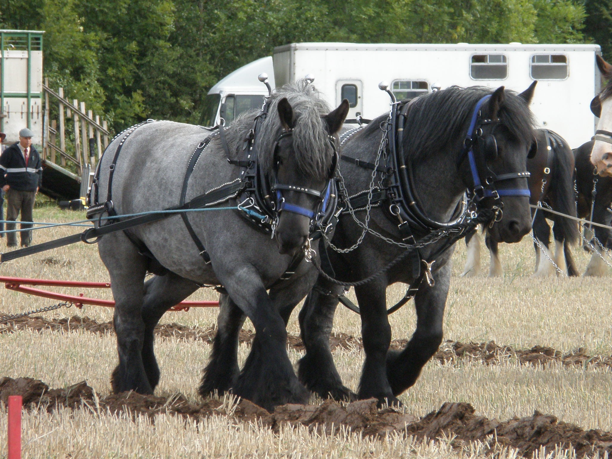 The Rare Dutch Draft Horse (image credits: wikimedia)