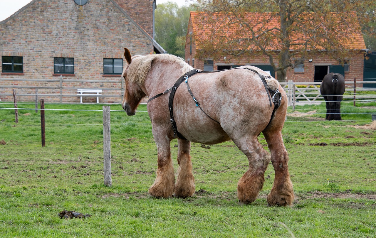 The Massive Brabant (image credits: pixabay)