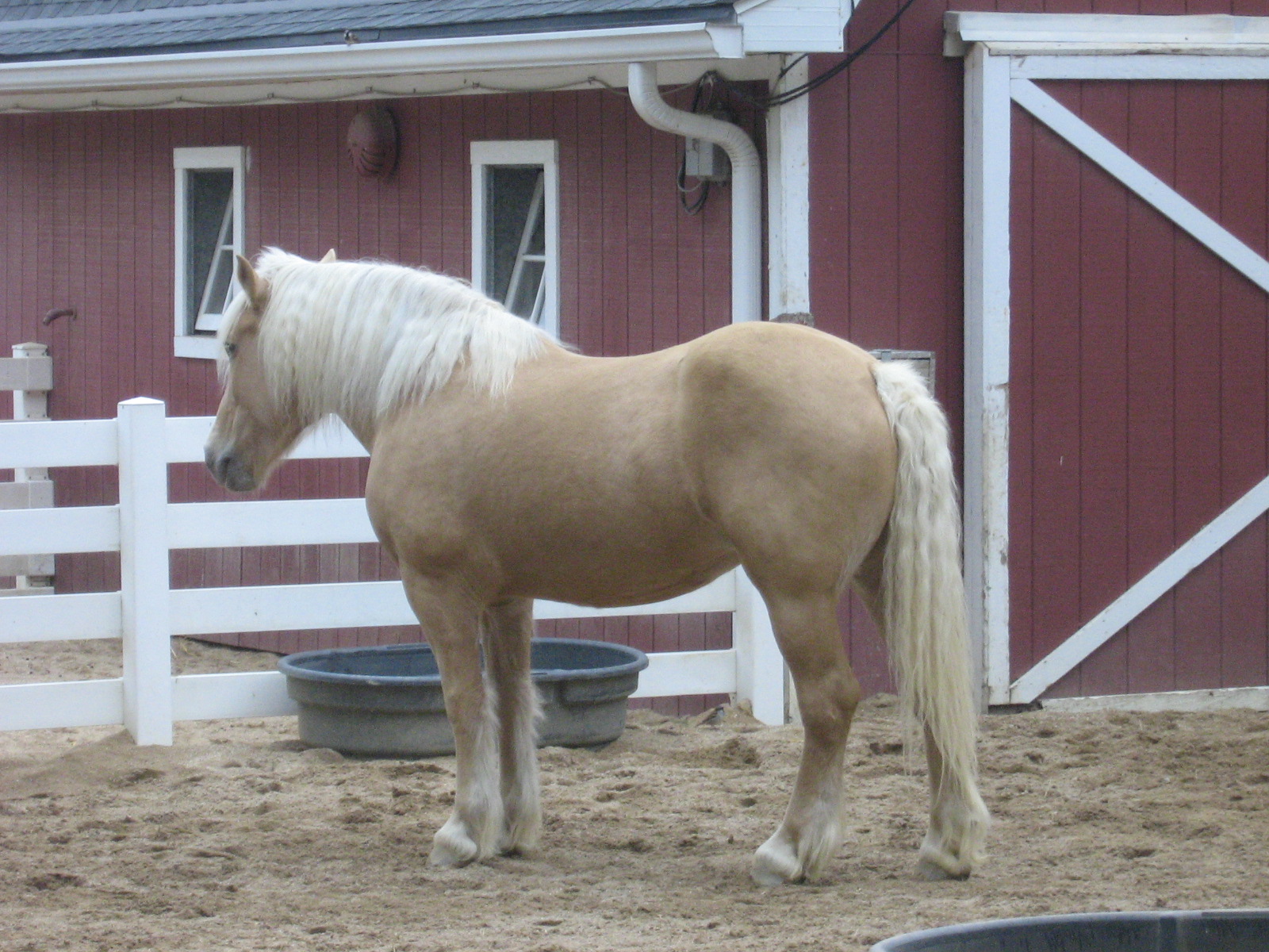 The American Cream Draft (image credits: wikimedia)